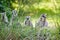 Lemurs eating straws