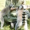 Lemurs feeding