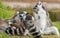 Lemurs in the grass, Ring-tailed Lemur