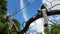 Lemurs having rest on branch