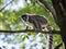 Lemurs of Madagascar