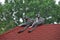 Lemurs sitting on a roof looking around