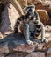 Lemurs with striped tails seating on the stone fence in Athens,Greece