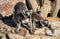 Lemurs with striped tails sitting on the stone fence in Athens, Greece