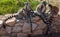 Lemurs with striped tails sitting on the stone fence in Athens, Greece