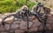 Lemurs with striped tails sitting on the stone fence in Athens, Greece