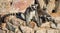 Lemurs with striped tails sitting on the stone fence in Athens,Greece