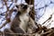 Lemurs on the tree against the blue sky, Ring-tailed Lemur