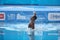 LEN European Aquatics in Rome 2022 in Foro Italico, Final Solo Free in Artistic Swimming Championship