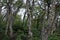 Lenga beech tree forest, Nothofagus Pumilio, Reserva Nacional Laguna Parrillar, Chile