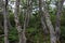 Lenga beech tree forest, Nothofagus Pumilio, Reserva Nacional Laguna Parrillar, Chile