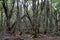 Lenga beech tree forest, Nothofagus Pumilio, Reserva Nacional Laguna Parrillar, Chile