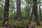 Lenga beech tree forest, Nothofagus Pumilio, Reserva Nacional Laguna Parrillar, Chile