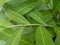 Lengkuas or alpinia galanga plant, laos ginger leaves