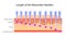 Length of the mesoroller needles, Vector illustration