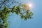 LENS FLARE ADDED TO GREEN FOLIAGE AGAINST BLUE SKY