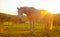 LENS FLARE: Golden morning sun rays shine on the senior white horse grazing.