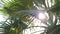 Lens Flare through Palm Tree Leaves at Sunset Time