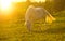 LENS FLARE: Pregnant young white mare grazing on a tranquil ranch in Slovenia.