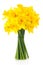 Lent lily (daffodil) 2