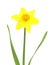 Lent lily (Daffodil) isolated over white.