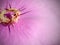 Lent Season,Holy Week and Good Friday concepts - image of bloody crown of thorns in purple vintage background