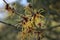 Lentebode: toverhazelaar / hamamelis witch hazel flowering in volle bloei