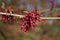 Lentebode: toverhazelaar / hamamelis witch hazel flowering in volle bloei