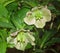 lenten rose