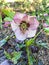 Lenten Rose