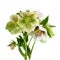 Lenten rose flower closeup Hellebore flowers with leaves isolated on white backgroun