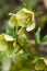 Lenten rose or hellebore flower closeup