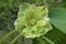 Lenten rose or hellebore flowers Queens Double Yellow. Densely double large Christmas rose flower blooms