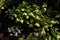 Lenten Rose - Helleborus hybridus, Hilliers Arboretum, Romsey, Hampshire, England, UK