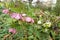 Lenten rose Helleborus orientalis flowering in a garden