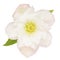 Lenten rose isolated on white