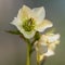 Lenten rose Scientific name is Helleborus