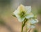 Lenten rose Scientific name is Helleborus