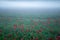 Lentil fiorityre poppies and cornflowers national park sibillini mountains castelluccio italy