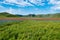 Lentil flowering with poppies and cornflowers in Castelluccio di Norcia, Italy