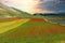 Lentil flowering with poppies and cornflowers in Castelluccio di Norcia, Italy