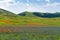 Lentil flowering with poppies and cornflowers in Castelluccio di Norcia, Italy