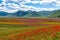 Lentil flowering with poppies and cornflowers in Castelluccio di Norcia, Italy