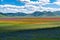 Lentil flowering with poppies and cornflowers in Castelluccio di Norcia, Italy