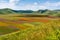 Lentil flowering with poppies and cornflowers in Castelluccio di Norcia, Italy