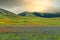 Lentil flowering with poppies and cornflowers in Castelluccio di Norcia, Italy