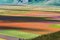 Lentil flowering with poppies and cornflowers in Castelluccio di Norcia, Italy