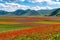 Lentil flowering with poppies and cornflowers in Castelluccio di Norcia, Italy