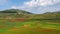 Lentil flowering with poppies and cornflowers in Castelluccio di Norcia, Italy