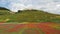 Lentil flowering with poppies and cornflowers in Castelluccio di Norcia, Italy